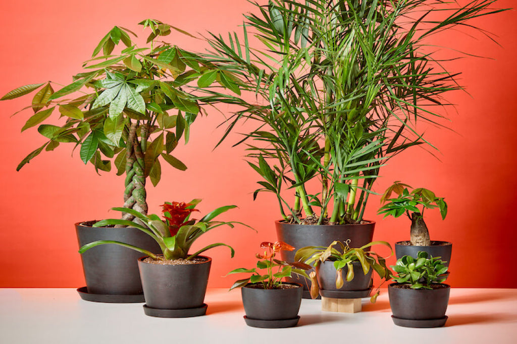 Indoor Plants That Promote Luck