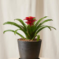 Red Bromeliad
