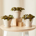 Red Fittonia