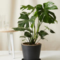 Monstera
